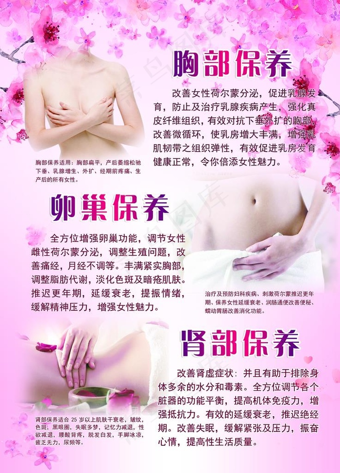 胸部保养 卵巢保养  肾部保养图片(4726X6301(DPI:200))psd模版下载