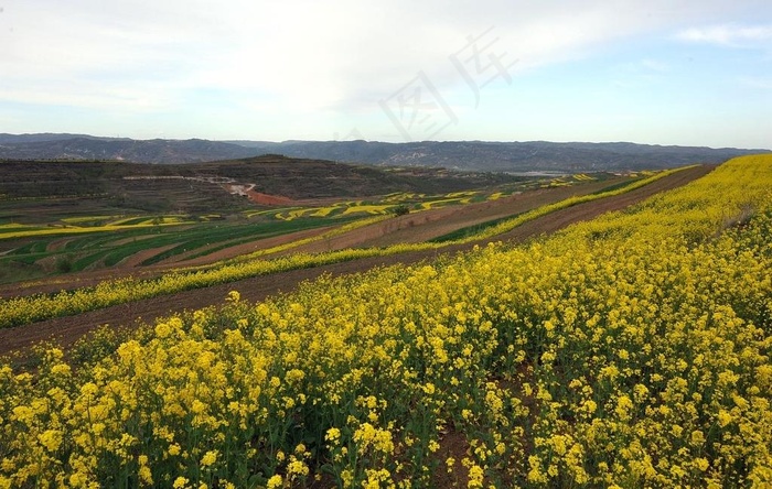 油菜花开六盘山图片