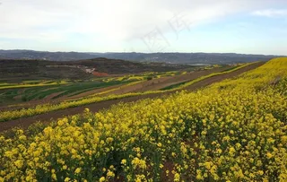 油菜花开六盘山图片