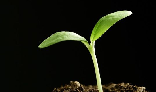 发芽嫩芽绿芽胚芽生长图片