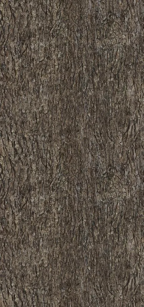 树皮纹理图片