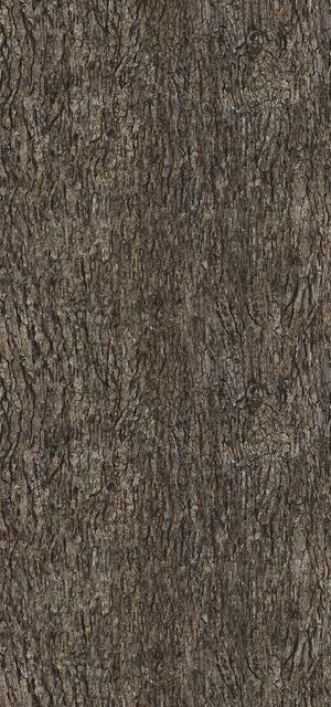 树皮纹理图片