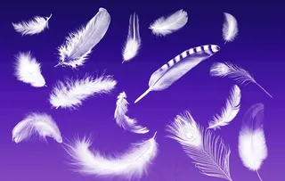 羽毛形状 羽毛图形图片