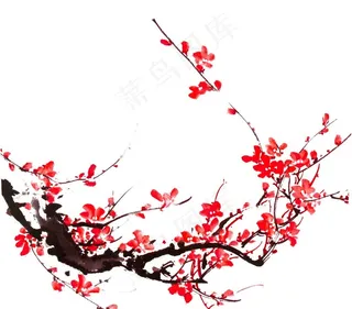 梅花图片