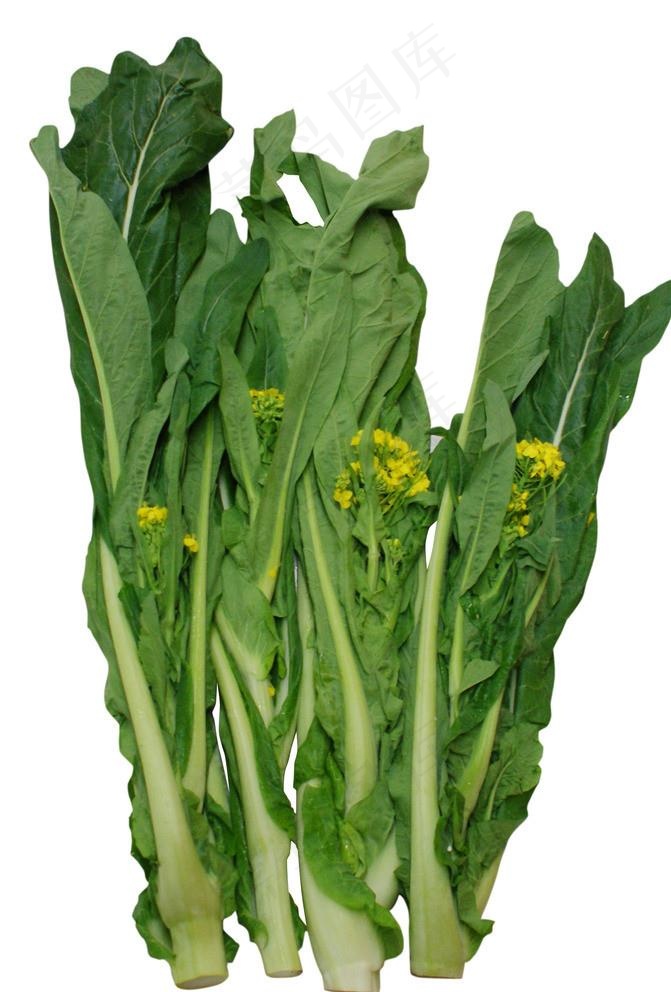 增城菜心图片