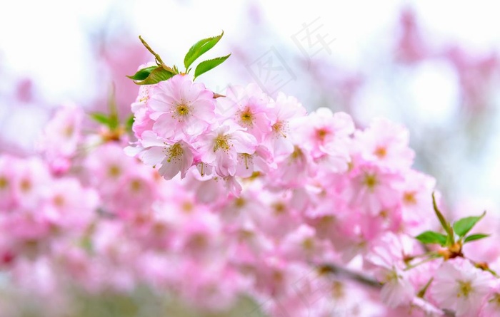 樱花图片