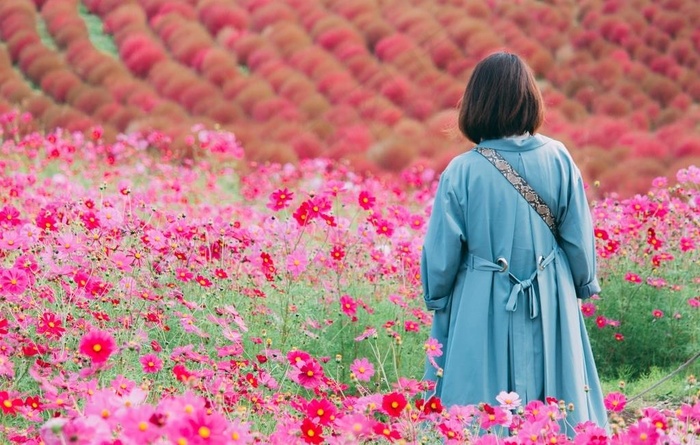 花海背影图片