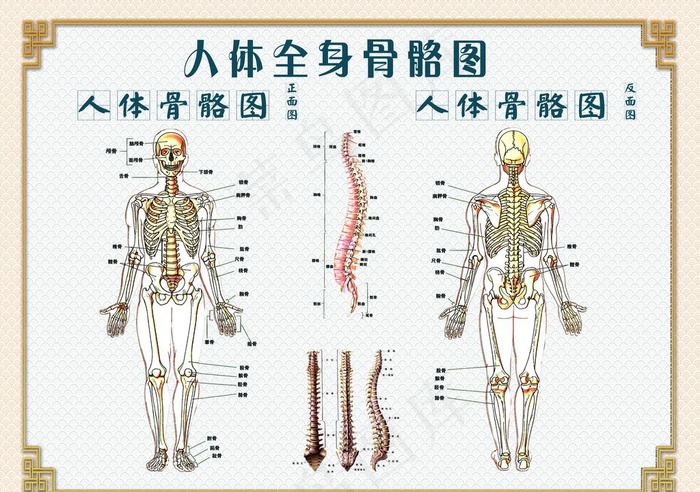 人体骨骼图图片(8939X6555(DPI:300))psd模版下载