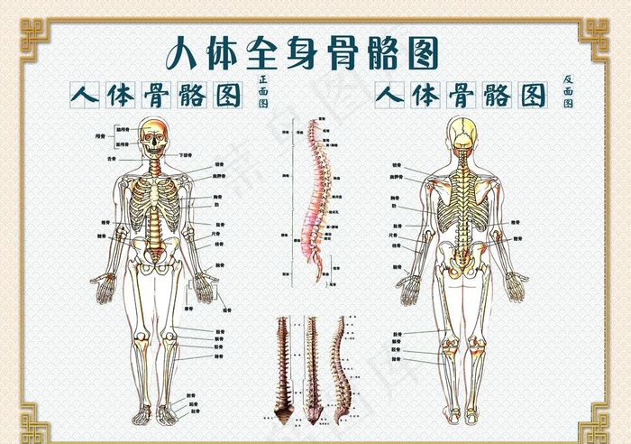 人体骨骼图图片