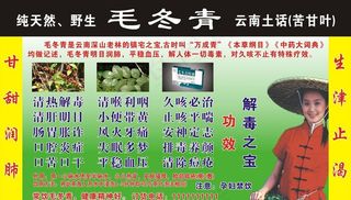 毛冬青采茶女图片