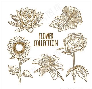 手绘风格花卉插图图片