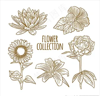 手绘风格花卉插图图片