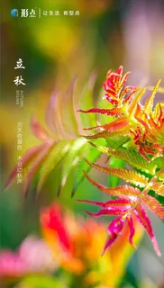 立秋海报设计图片