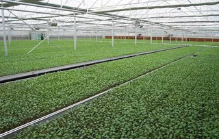 农业大棚育秧图片