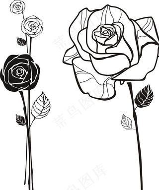 玫瑰花图片