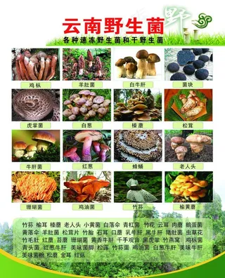 野生菌图片