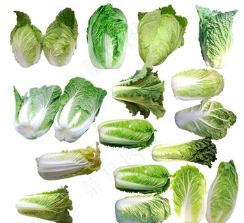 白菜图片