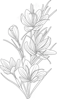 手绘藏红花图片