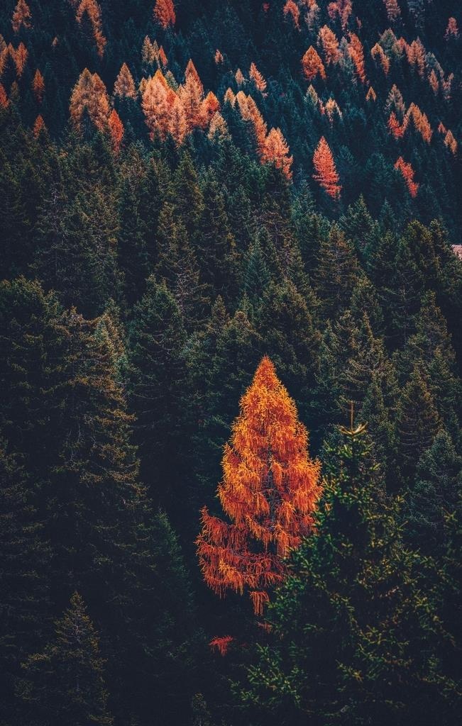 意境森林图片