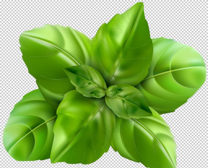 菠菜图片