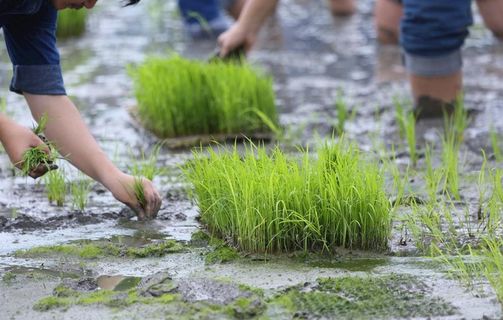 稻田插秧图片