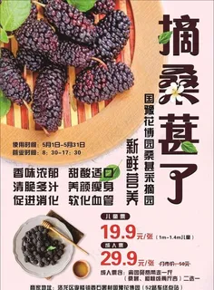 采摘园 桑葚图片