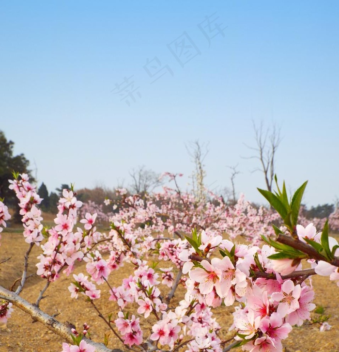 东海桃花园图片