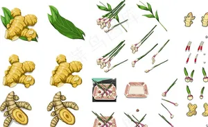 姜合集图片