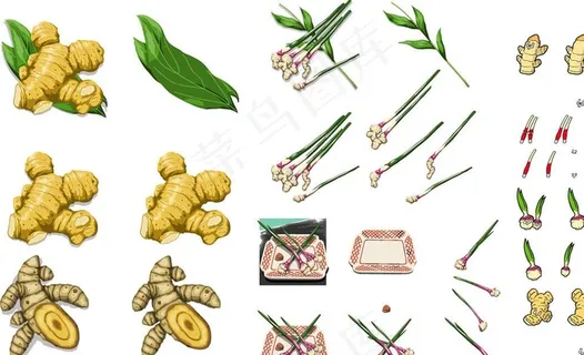 姜合集图片 姜合集图片