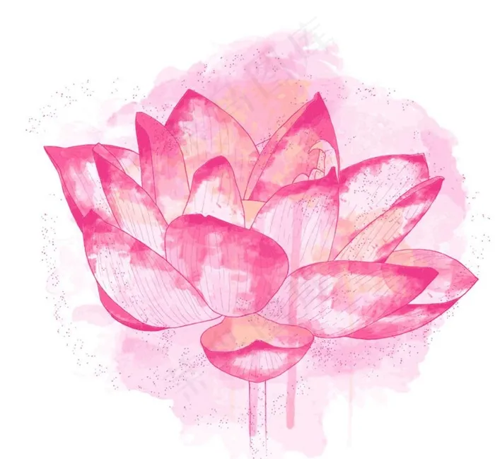 水彩荷花图片ai矢量模版下载