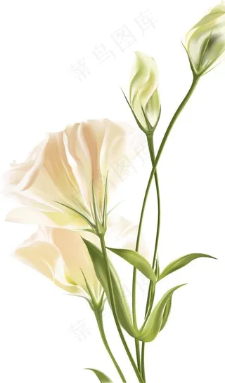 花卉图案设计图片