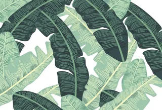 手绘芭蕉叶图片