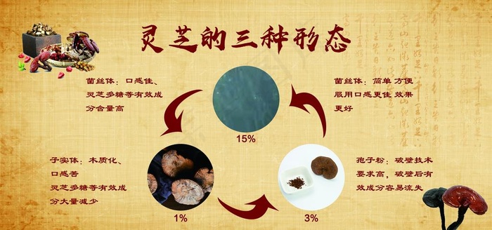 灵芝的三种形态图片(6299X3150(DPI:100))psd模版下载