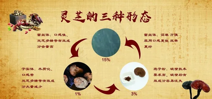 灵芝的三种形态图片(6299X3150(DPI:100))psd模版下载