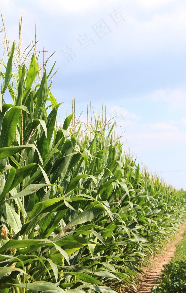 玉米地图片