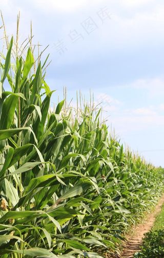 玉米地图片