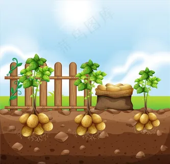 蔬菜成熟图片 蔬菜成熟图片