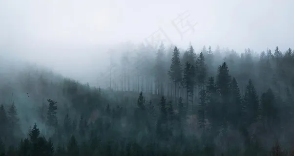云雾森林图片