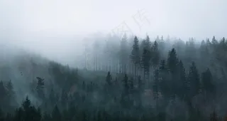 云雾森林图片