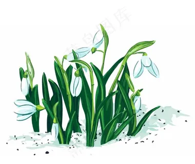 兰花图片 兰花图片