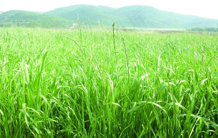 牧草图片