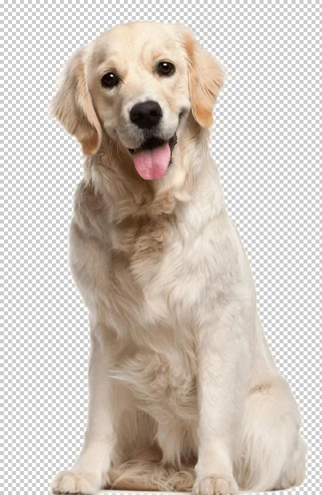 狗图片