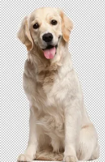 狗图片 狗图片