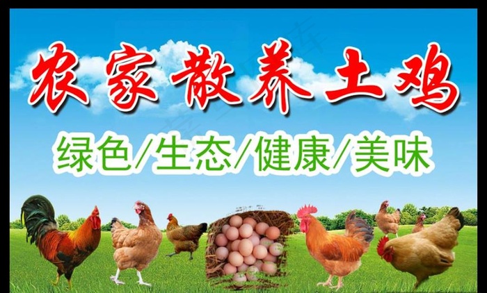 散养土鸡图片