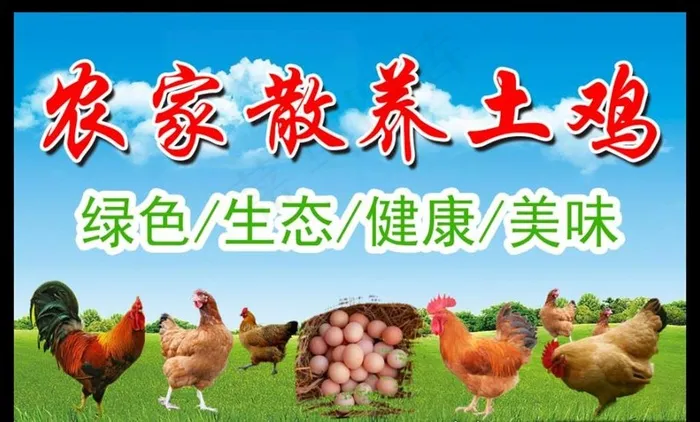 散养土鸡图片