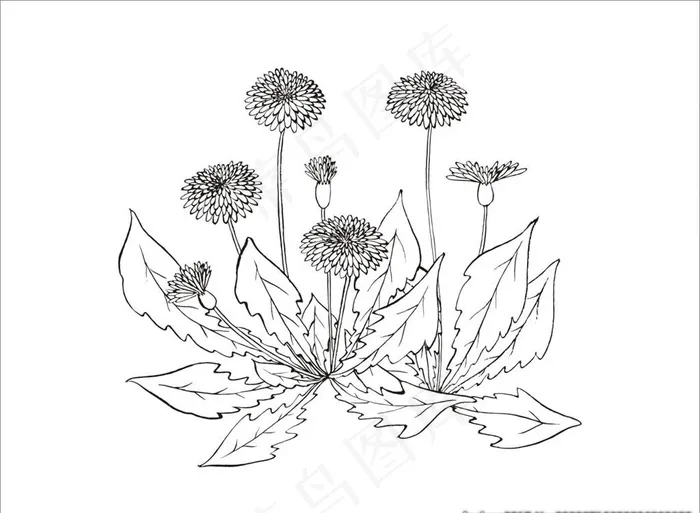 蒲公英图片cdr矢量模版下载