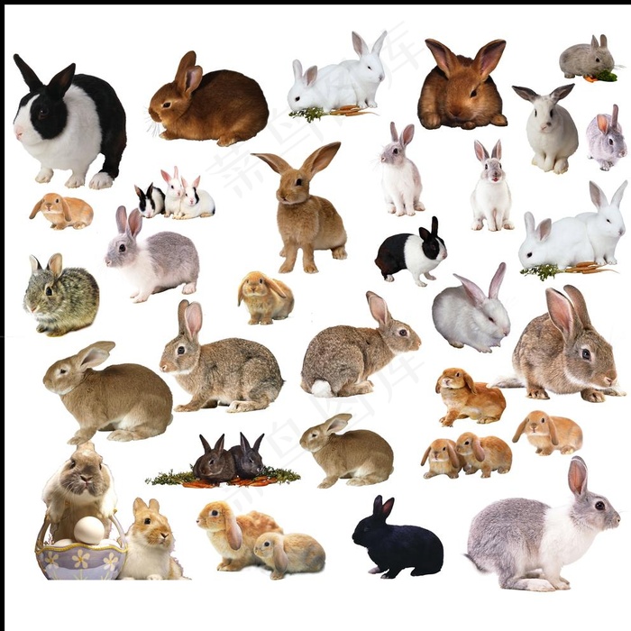 兔子图片