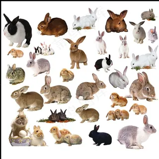 兔子图片