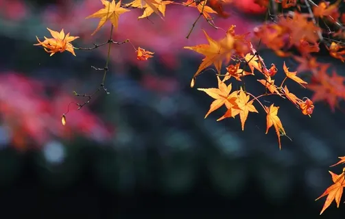 枫叶枫树枫林深秋图片背景 枫叶枫树枫林深秋图片背景