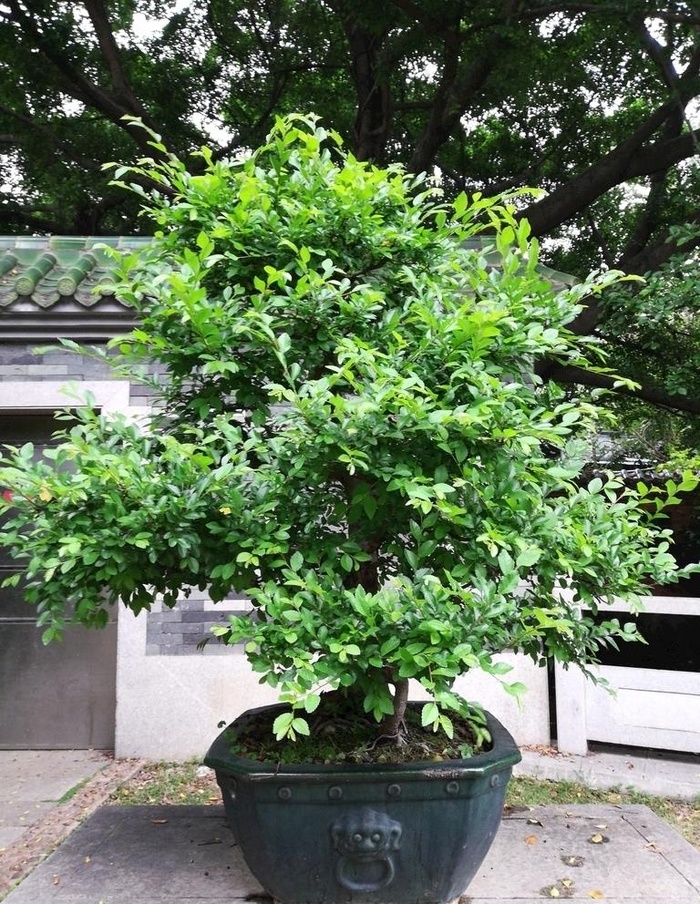 园艺树木盆栽图片